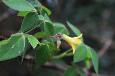 Oxalis rhombifolia, photographed by Jake Rehage