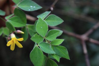 Oxalis rhombifolia, photographed by Jake Rehage