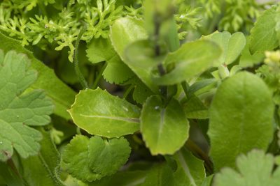 Isatis lusitanica, photographed by Eleftherios Katsillis
