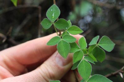 Oxalis rhombifolia, photographed by Jake Rehage