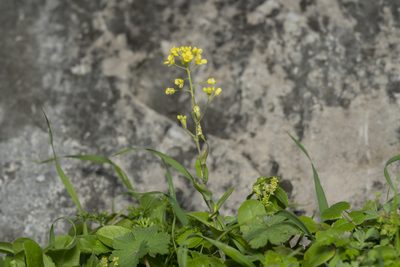 Isatis lusitanica, photographed by Eleftherios Katsillis