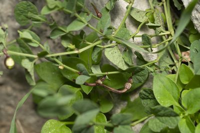 Aristolochia parvifolia, photographed by Eleftherios Katsillis