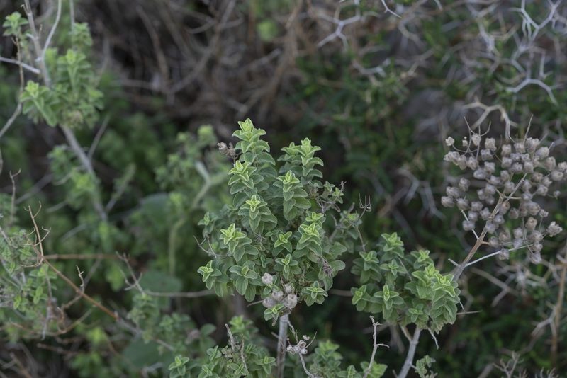 Origanum onites, photographed by Eleftherios Katsillis