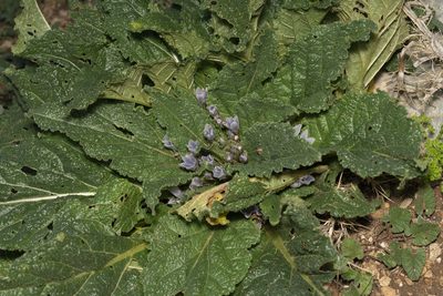 Mandragora officinarum, photographed by Eleftherios Katsillis