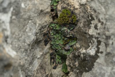 Plagiochasma rupestre, photographed by Eleftherios Katsillis