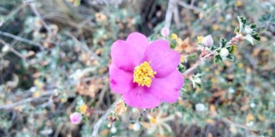 Purshia plicata, photographed by Leticia Jiménez Hernández
