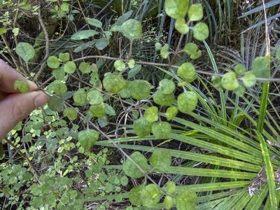 Coprosma tenuicaulis, photographed by Sebastian Doak