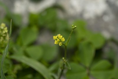 Isatis lusitanica, photographed by Eleftherios Katsillis