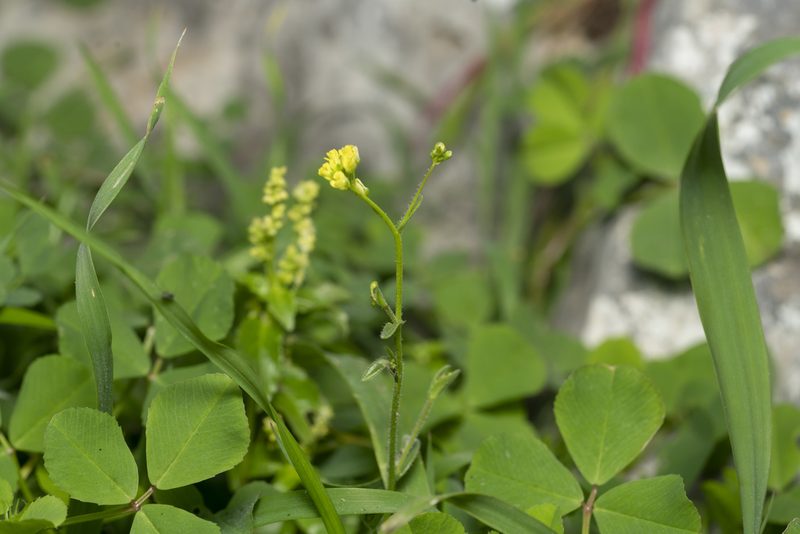 Isatis lusitanica, photographed by Eleftherios Katsillis