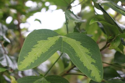 Passiflora apetala, photographed by Jake Rehage