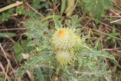 Cirsium subcoriaceum, photographed by Jake Rehage