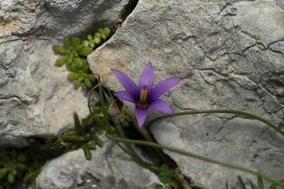 Romulea tempskyana, photographed by Eleftherios Katsillis