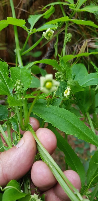 Cyclanthera langaei, photographed by Eugenio Padilla