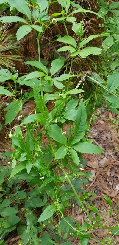 Cyclanthera langaei, photographed by Eugenio Padilla