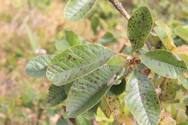 Clethra mexicana, photographed by Jake Rehage