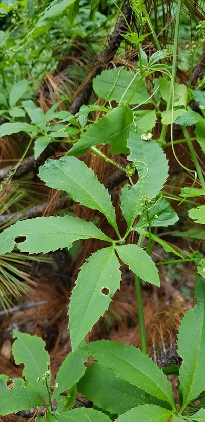 Cyclanthera langaei, photographed by Eugenio Padilla