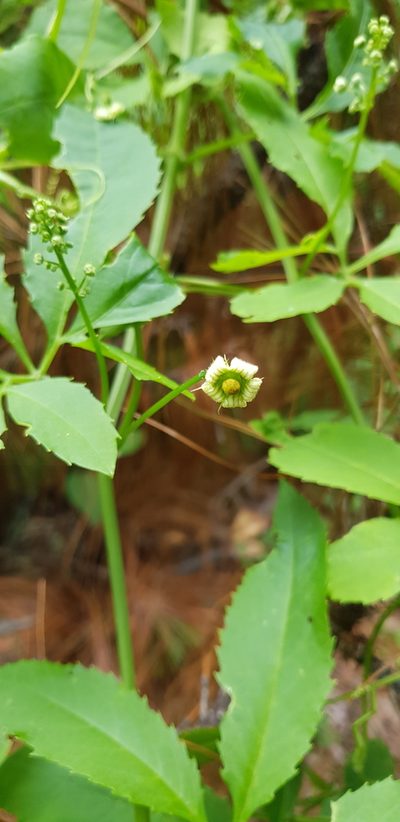 Cyclanthera langaei, photographed by Eugenio Padilla
