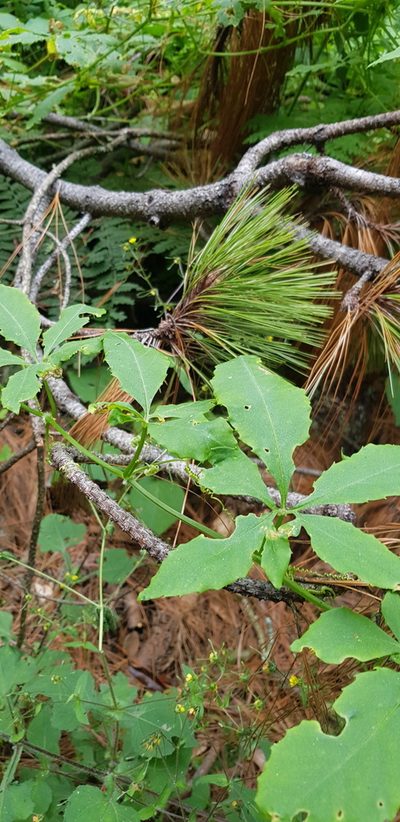 Cyclanthera langaei, photographed by Eugenio Padilla