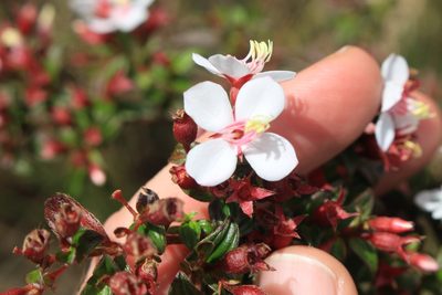 Monochaetum floribundum, photographed by Jake Rehage