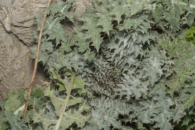 Onopordum bracteatum, photographed by Eleftherios Katsillis