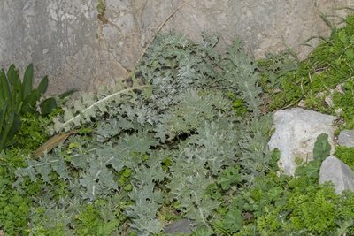 Onopordum bracteatum, photographed by Eleftherios Katsillis