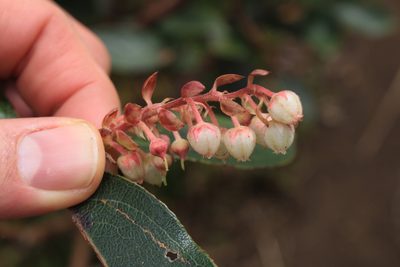 Gaultheria erecta, photographed by Jake Rehage