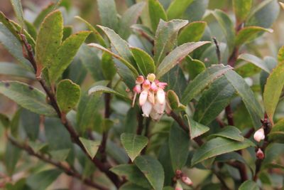 Vaccinium consanguineum, photographed by Jake Rehage