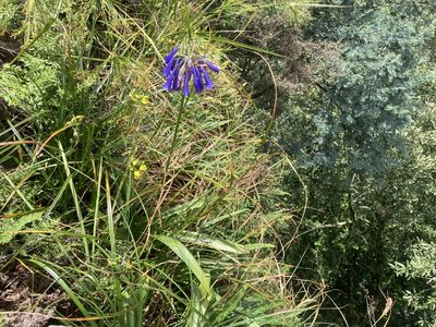 Agapanthus inapertus, photographed by katuchka