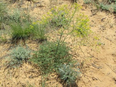 Ferula caspica, photographed by Andrew Bazdyrev