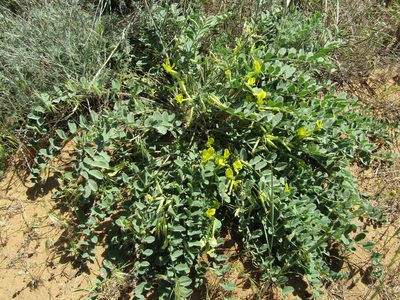 Astragalus longipetalus, photographed by Andrew Bazdyrev