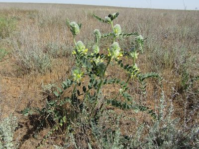 Astragalus vulpinus, photographed by Andrew Bazdyrev