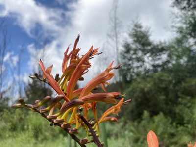 Crocosmia paniculata, photographed by katuchka