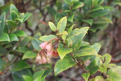 Vaccinium poasanum, photographed by Jake Rehage