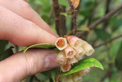 Vaccinium poasanum, photographed by Jake Rehage