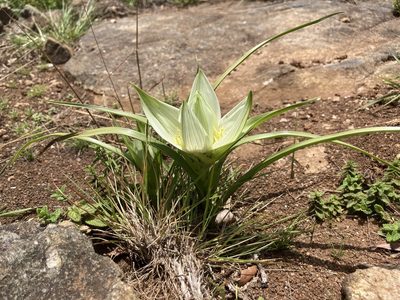 Colchicum striatum, photographed by katuchka