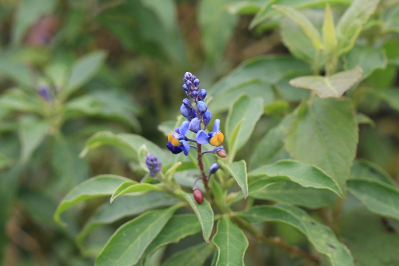 Monnina costaricensis, photographed by Jake Rehage