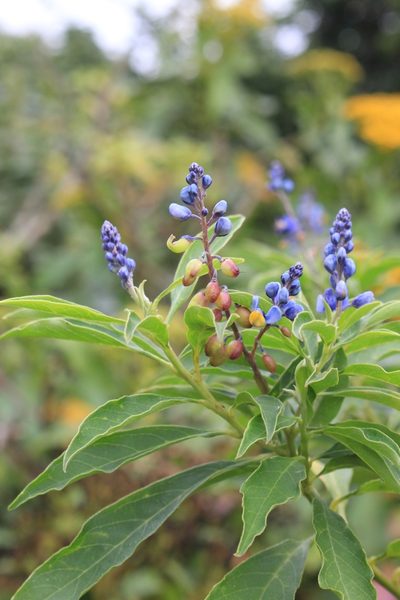 Monnina costaricensis, photographed by Jake Rehage