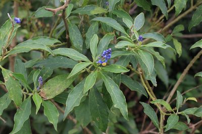 Monnina costaricensis, photographed by Jake Rehage