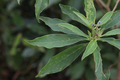Monnina costaricensis, photographed by Jake Rehage