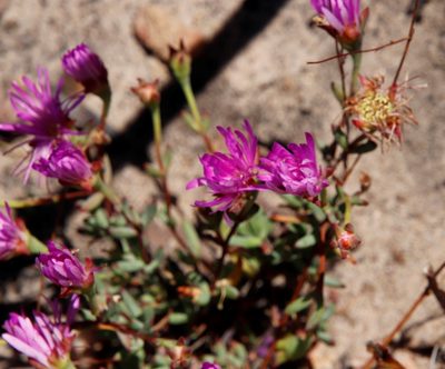 Lampranthus falcatus, photographed by Tony Rebelo