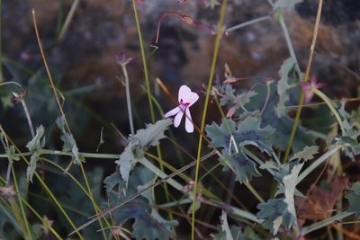 Pelargonium tabulare, photographed by Tony Rebelo