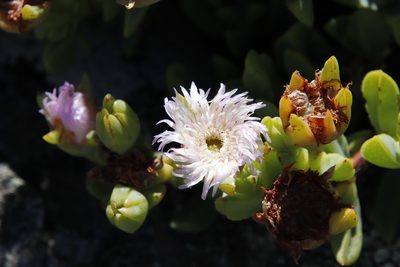 Erepsia heteropetala, photographed by Tony Rebelo
