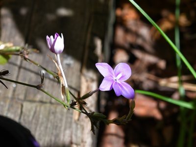 Pseuderanthemum alatum, photographed by Neptalí Ramírez Marcial
