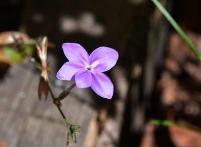 Pseuderanthemum alatum, photographed by Neptalí Ramírez Marcial