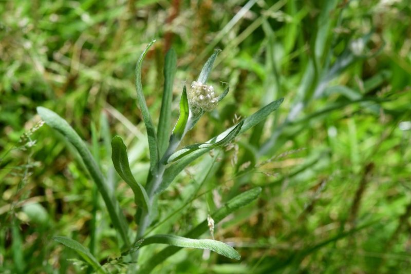 Pseudognaphalium chartaceum, photographed by Neptalí Ramírez Marcial