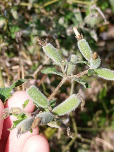 Mentzelia texana, photographed by Alison Northup