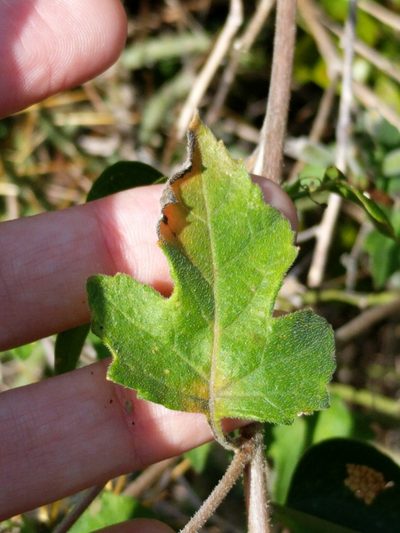 Mentzelia texana, photographed by Alison Northup