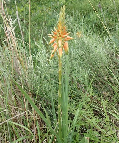 Aloe cooperi, photographed by Robert Taylor