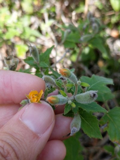 Mentzelia texana, photographed by Alison Northup