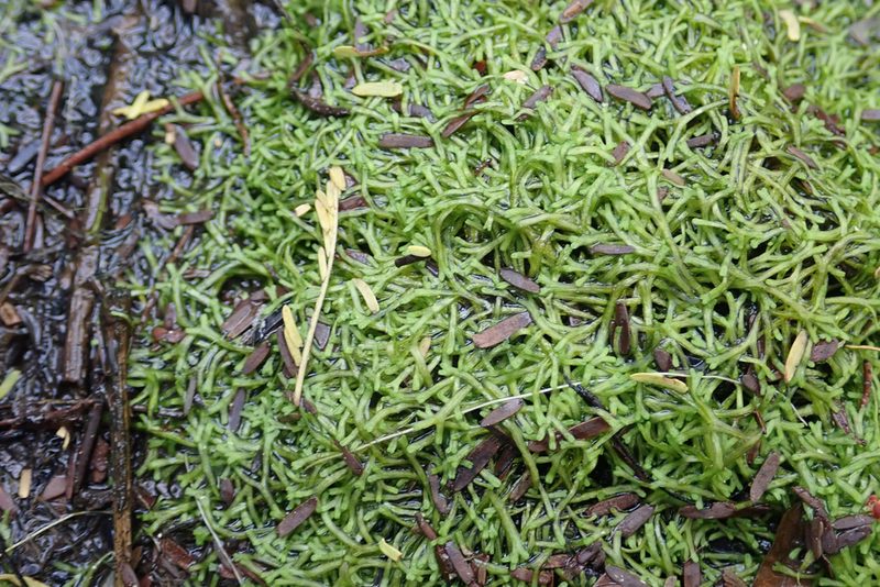 Riccia stricta, photographed by Robert Taylor